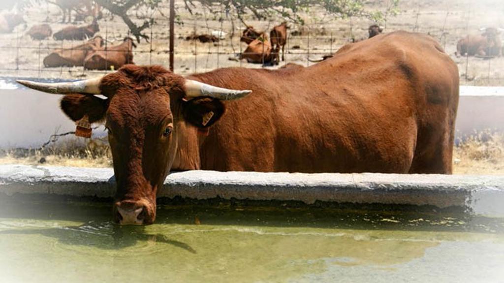 Hotel Cortijo Las Piletas Ronda Dış mekan fotoğraf